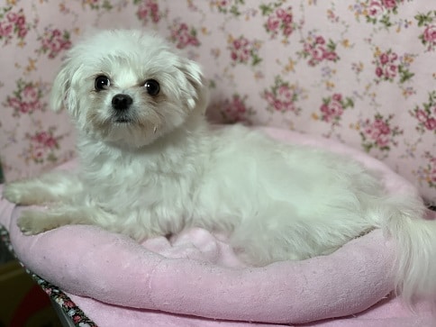 チワマル（マルチワ）