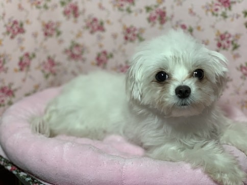 MIX犬(チワワXマルチーズ) 2019年5月27日生まれ チワマル(マルチワ)