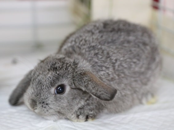 ロップイヤーラビット