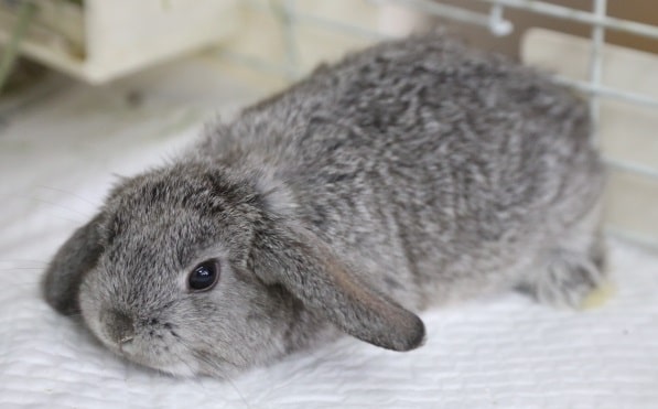 ロップイヤーラビット