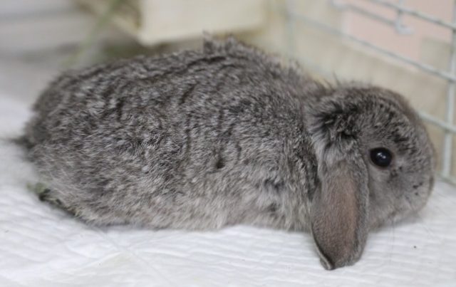 ロップイヤーラビット