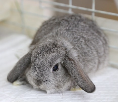 ロップイヤーラビット