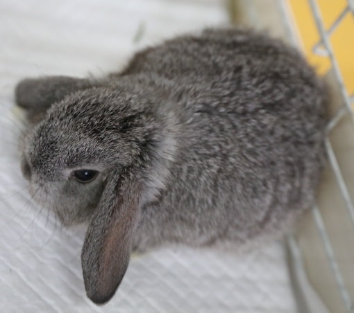 ロップイヤーラビット