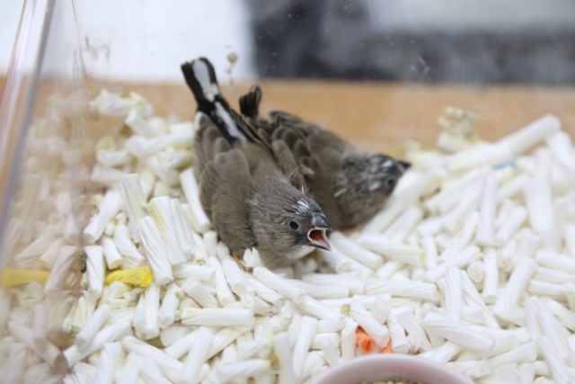 錦花鳥（キンカチョウ）