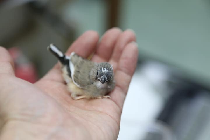 錦花鳥（キンカチョウ）