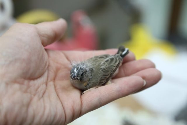 錦花鳥（キンカチョウ）