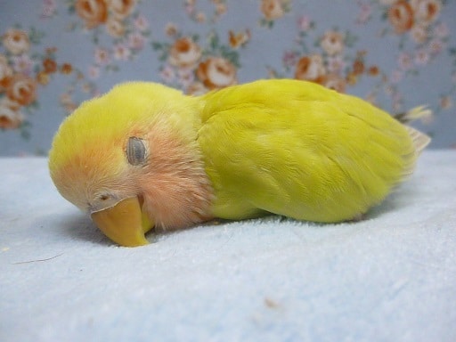 コザクラインコ（小桜インコ）