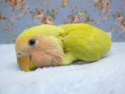 コザクラインコ（小桜インコ）