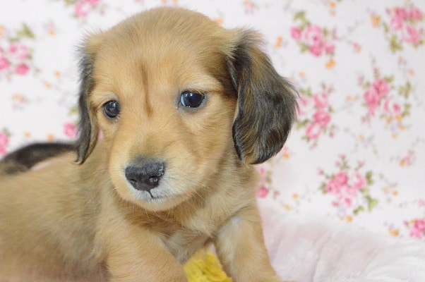 カニンヘンダックス