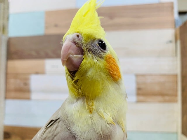 オカメインコ