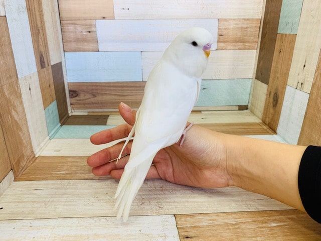 ジャンボセキセイインコ