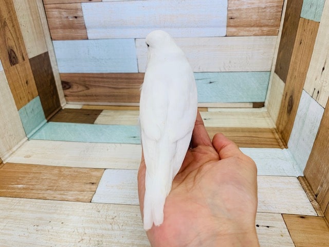 ジャンボセキセイインコ