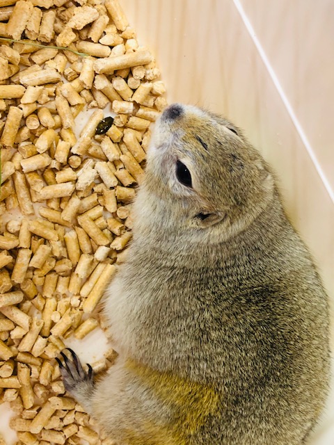 リチャードソンジリス