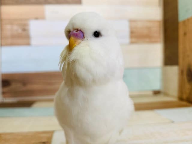 ジャンボセキセイインコ