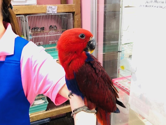 オオハナインコ