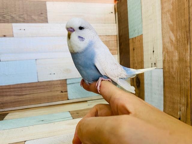 ジャンボセキセイインコ