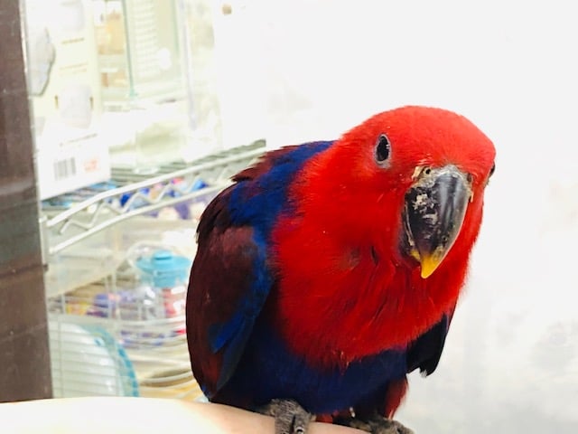 オオハナインコ