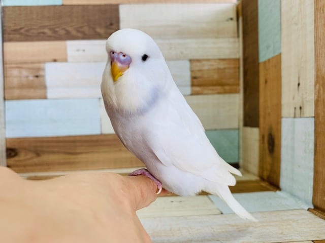 ジャンボセキセイインコ
