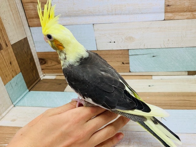 オカメインコ
