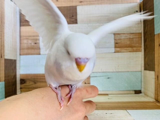 ジャンボセキセイインコ