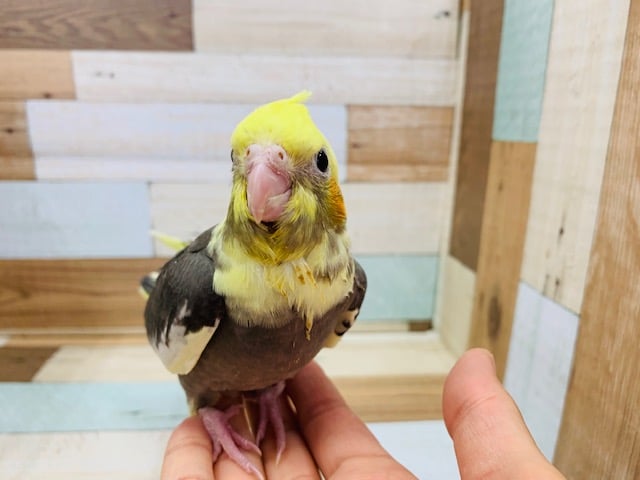 オカメインコ