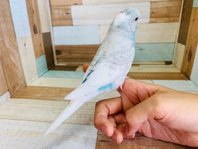 マイペースなジャンボセキセイインコさん入舎♪ ジャンボセキセイインコ