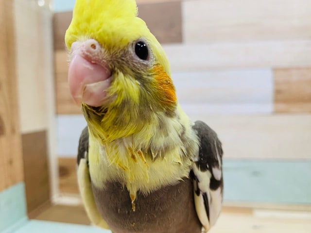 オカメインコ