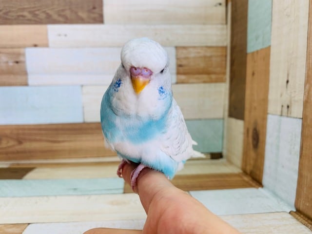 ジャンボセキセイインコ