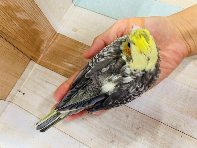 オカメインコ