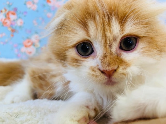 スコティッシュフォールド