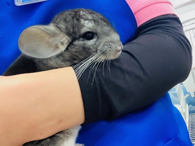 少し抱っこできます!チンチラさん♪ チンチラ