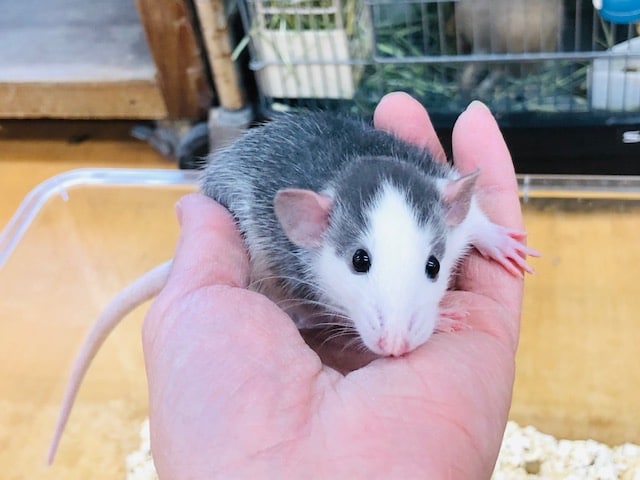 ファンシーラット