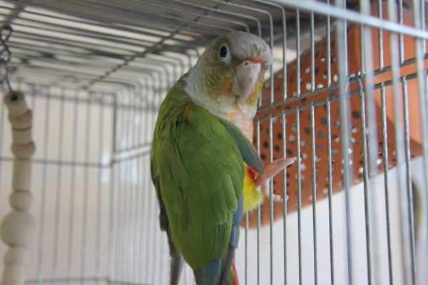 ホオミドリウロコインコ