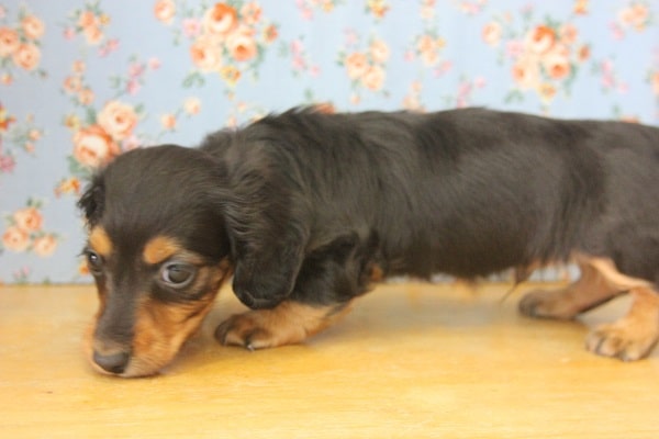 カニンヘンダックス