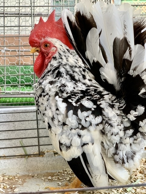 ゴイシチャボ ペア 5月14日 碁石チャボ(ゴイシチャボ)