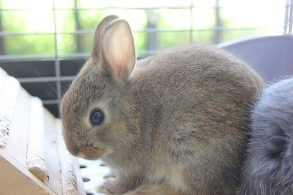 ネザーランドドワーフ