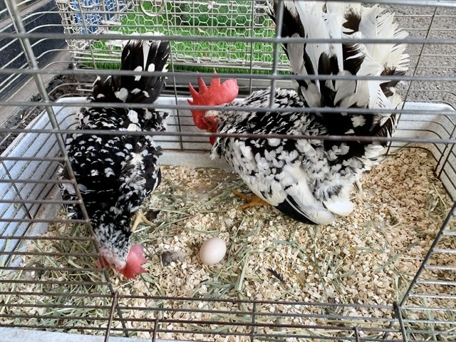 ゴイシチャボ ペア 5月14日 碁石チャボ(ゴイシチャボ)