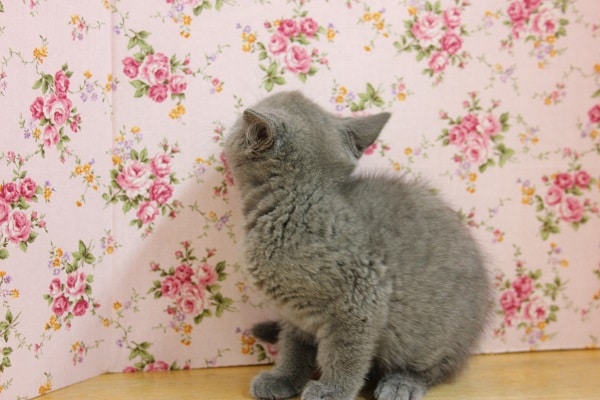 シャルトリュー