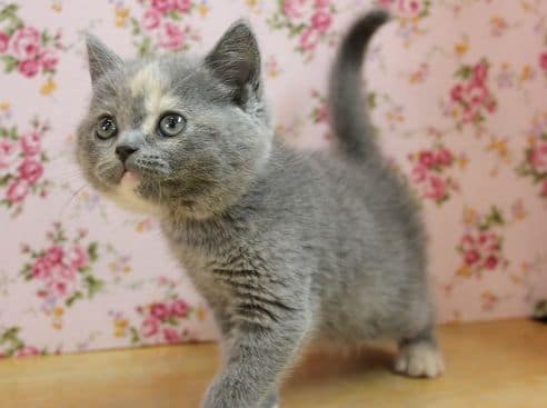 スコティッシュフォールド