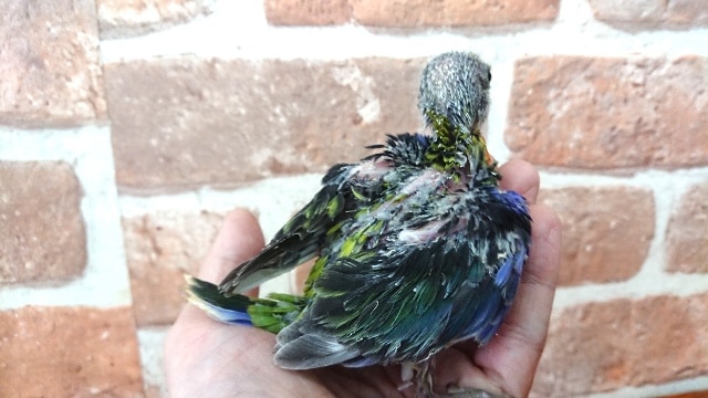 ナナクサインコ（七草インコ）