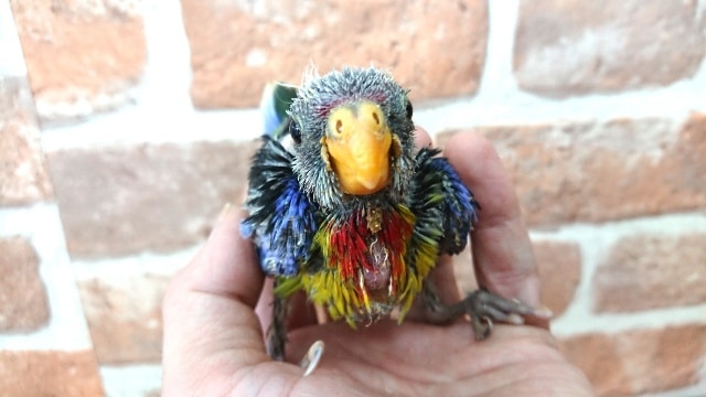 ナナクサインコ（七草インコ）