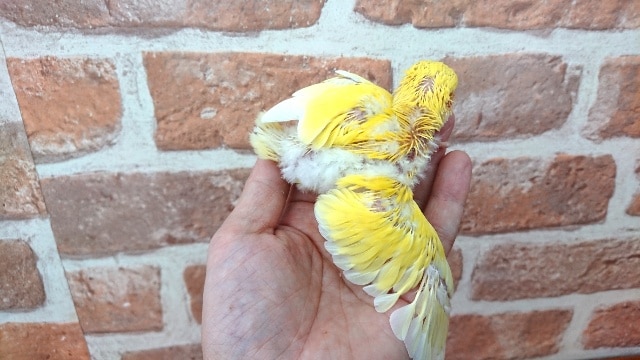 コザクラインコ（小桜インコ）