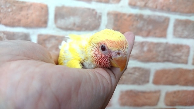 コザクラインコ（小桜インコ）