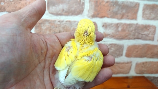 コザクラインコ（小桜インコ）