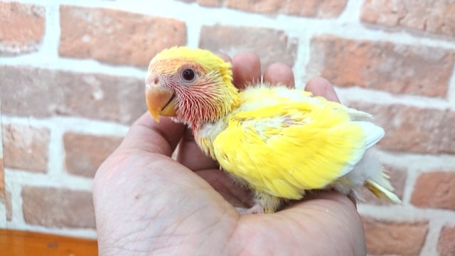 コザクラインコ（小桜インコ）