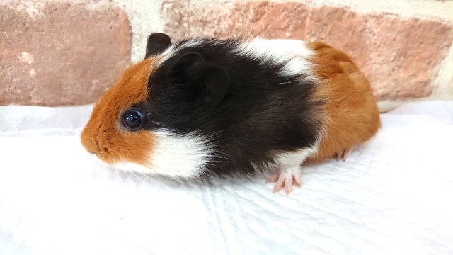 イングリッシュモルモット