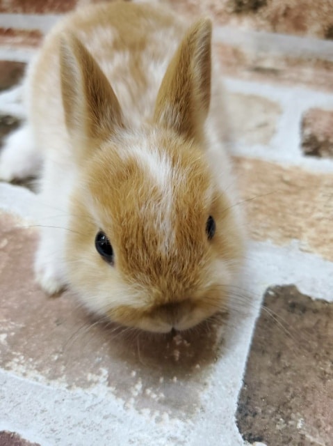 ちびちび!ネザーランド♪ ネザーランドドワーフ