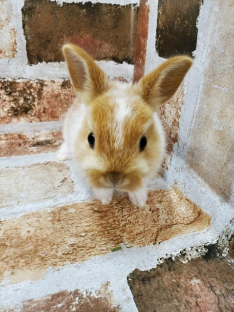 ネザーランドドワーフ