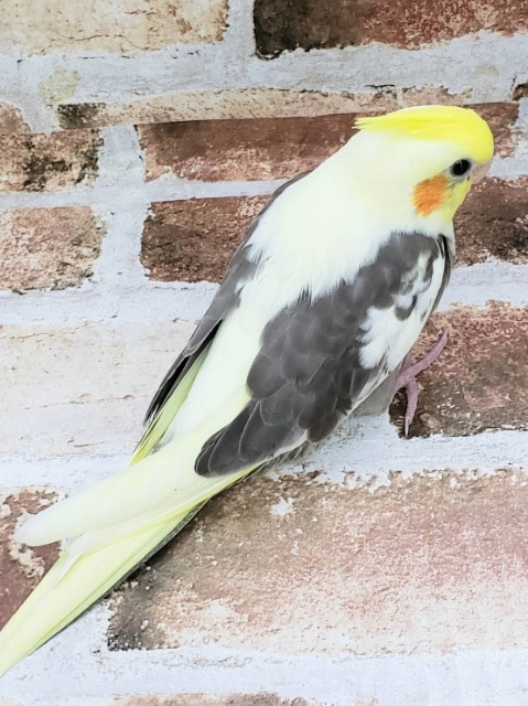 オカメインコ