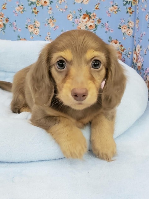 ミニチュアダックス